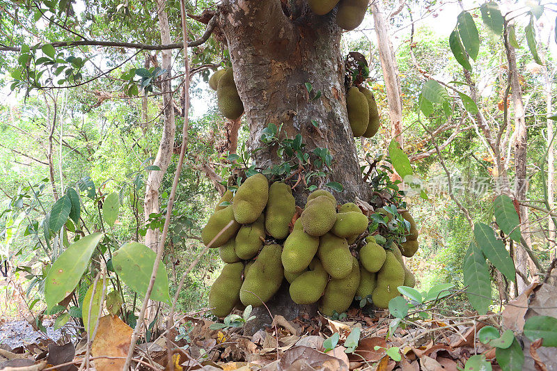 菠萝蜜(Artocarpus heterophyllus)图像，生长在杰克树上，林地背景，重点在前景